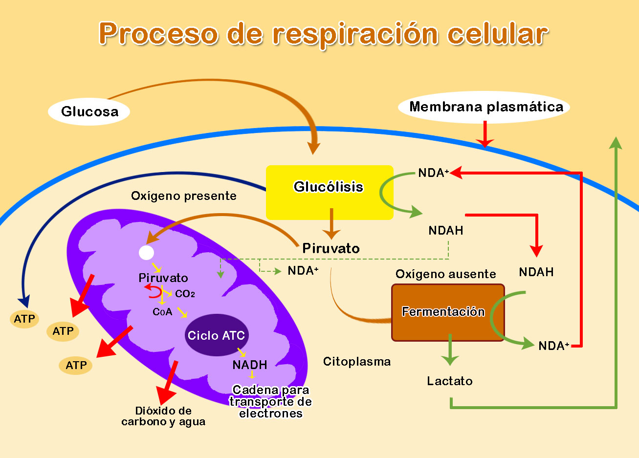 Resultado de imagen para RESPIRACION CELULAR