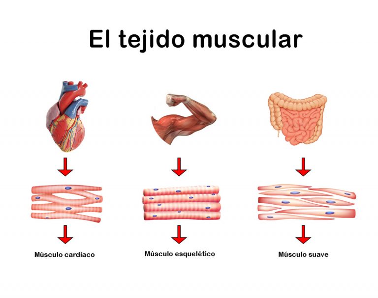 El Tejido Muscular 7150